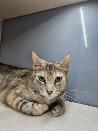 An adult small-sized female Domestic Short Hair cat named Lancia for adoption in Bellevue, WA