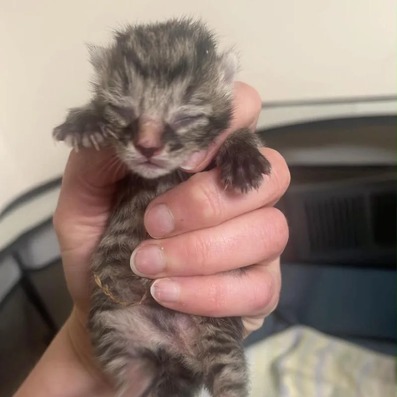 A baby small-sized female Brown / Chocolate Domestic Short Hair cat named Belly for adoption in Pasadena , MD
