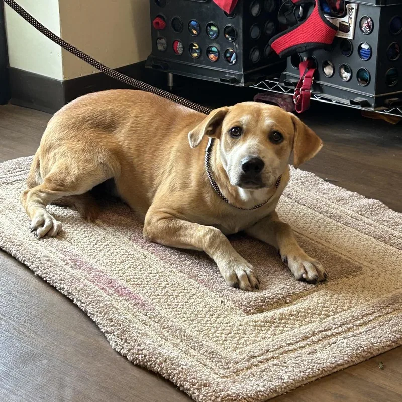 An adult medium-sized female Yellow / Tan / Blond / Fawn Labrador Retriever dog named Sandy for adoption in League City, TX