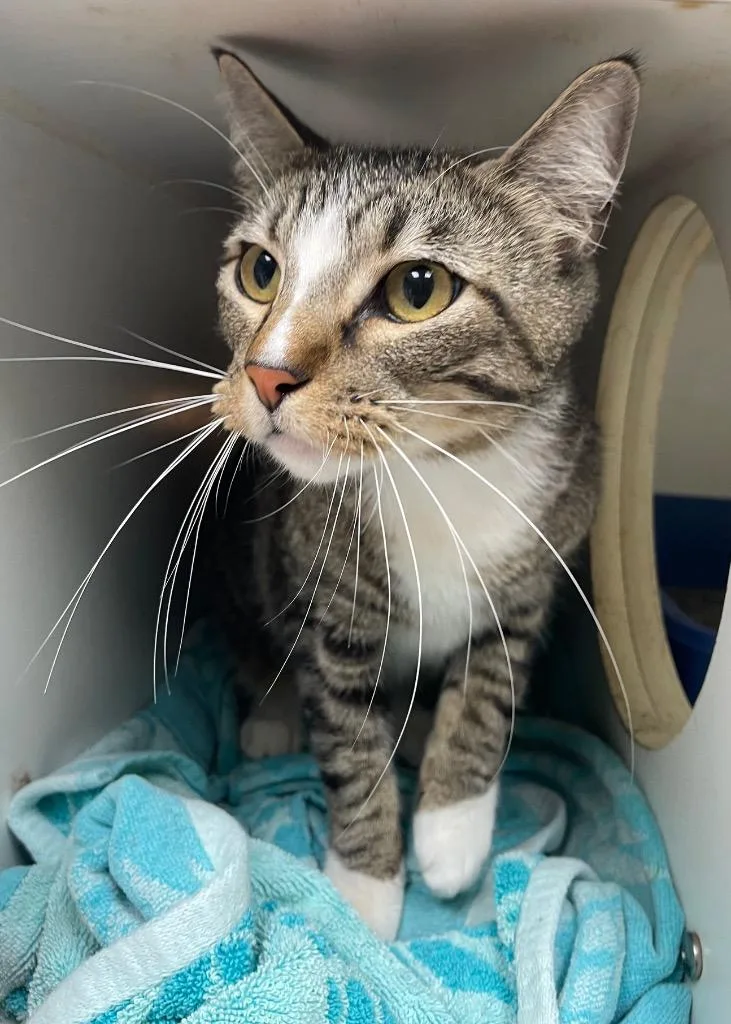 An adult large-sized male Domestic Short Hair cat named Leo for adoption in Fort Worth, TX