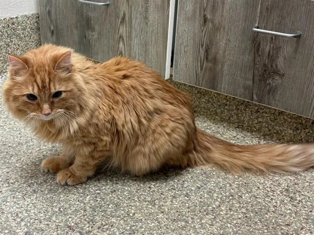 An adult medium-sized male Domestic Long Hair cat named Rajah for adoption in Colorado Springs, CO