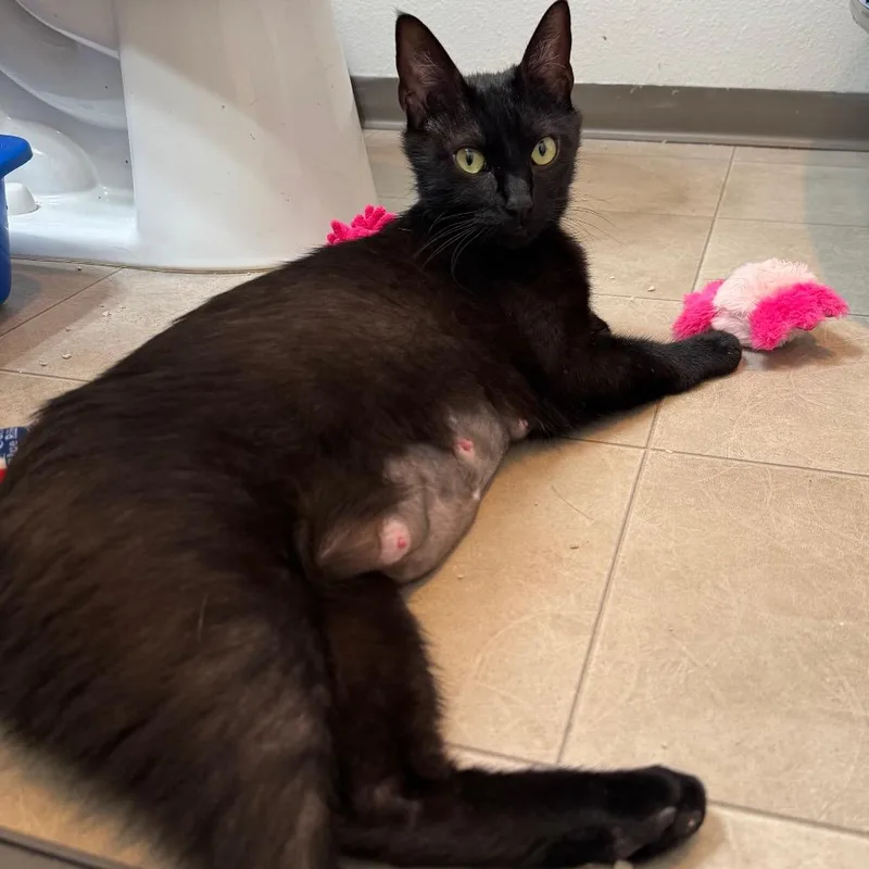 A young medium-sized female Black Domestic Short Hair cat named Raven for adoption in Keizer, OR