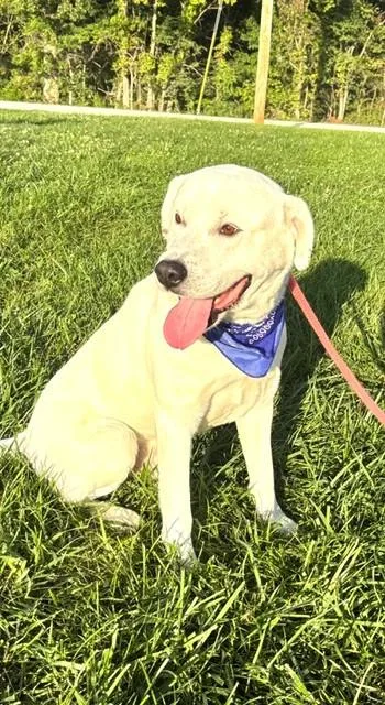 An adult large-sized male White / Cream Labrador Retriever dog named Duke for adoption in Hawk Point, MO
