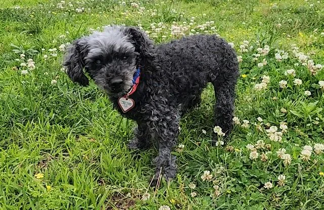 A senior small-sized female Poodle dog named Fatima for adoption in Springfield, MA