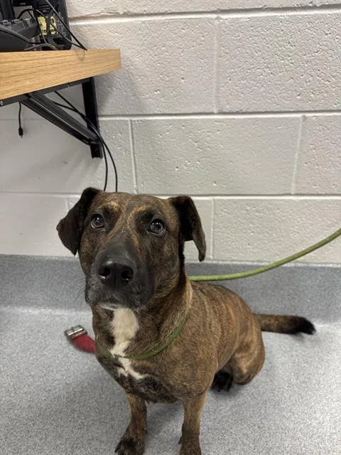 A young medium-sized female Beagle dog named Eloise for adoption in Indianapolis, IN