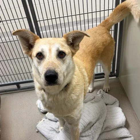 A senior medium-sized female Yellow / Tan / Blond / Fawn Shepherd dog named Lilly for adoption in Naperville, IL