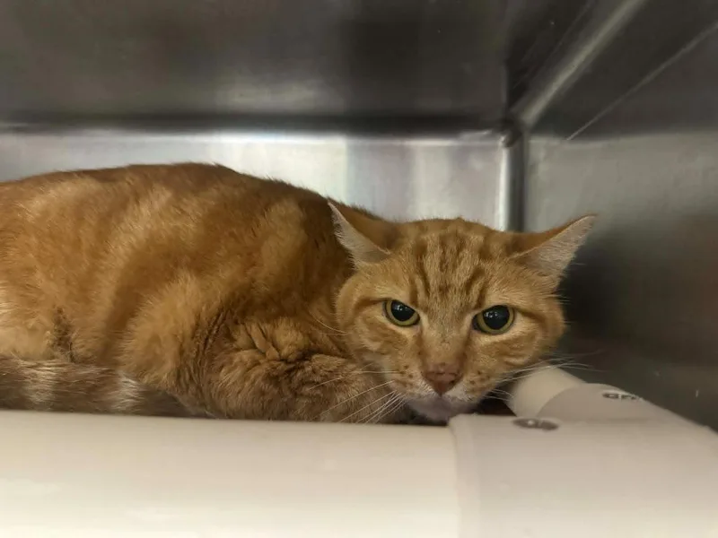 An adult medium-sized male Domestic Short Hair cat named Weasley for adoption in Marion, OH