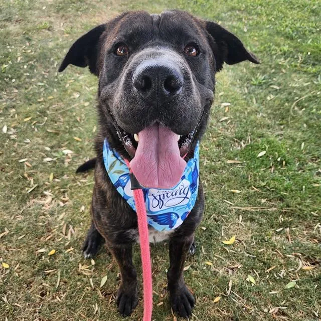 An adult large-sized male Labrador Retriever dog named Orion for adoption in Mesa, AZ