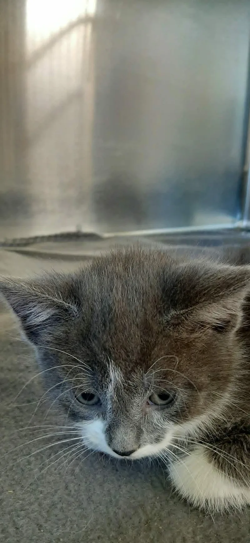 A baby medium-sized female Gray / Blue / Silver Domestic Short Hair cat named Susan for adoption in Georgetown, OH