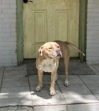 A young large-sized female Pit Bull Terrier dog named Lucky for adoption in Dallas, TX