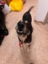 An adult medium-sized male Mixed Breed dog named Polo for adoption in Blue Springs, MO