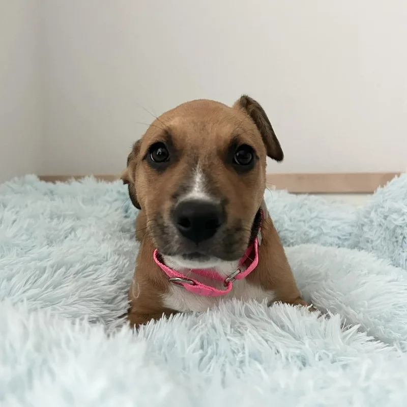 A baby medium-sized female Black Mouth Cur dog named Caramel for adoption in South Houston, TX
