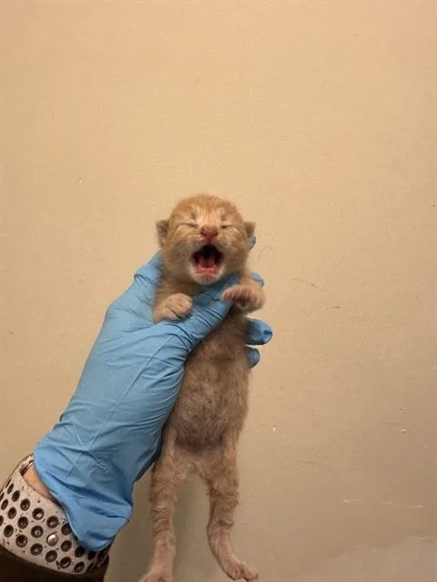 A baby small-sized male Domestic Short Hair cat named Pumkin for adoption in Miami, FL