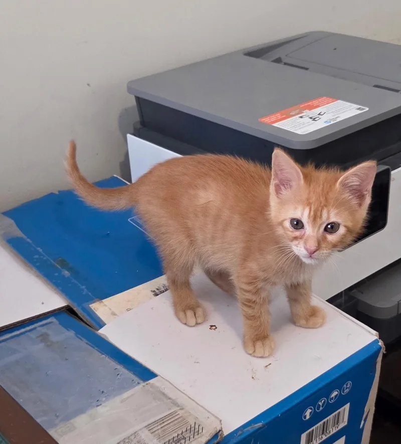 A young medium-sized male Domestic Short Hair cat named Tuna Melt for adoption in Camden, SC