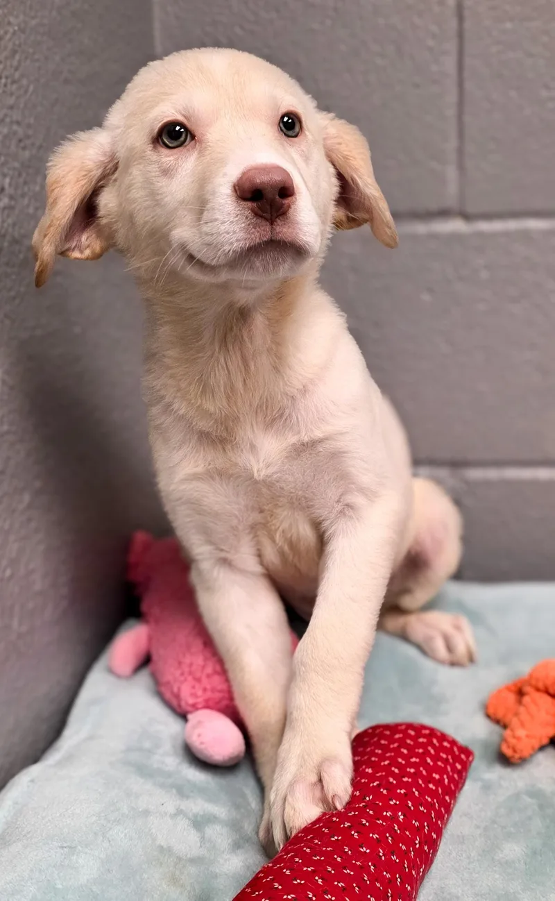 A baby medium-sized female Border Collie dog named Eira for adoption in Gainesville, TX