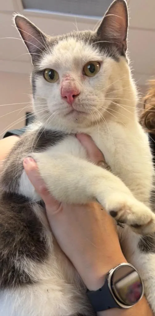 A young small-sized male Domestic Short Hair cat named Tommy for adoption in Maumelle, AR