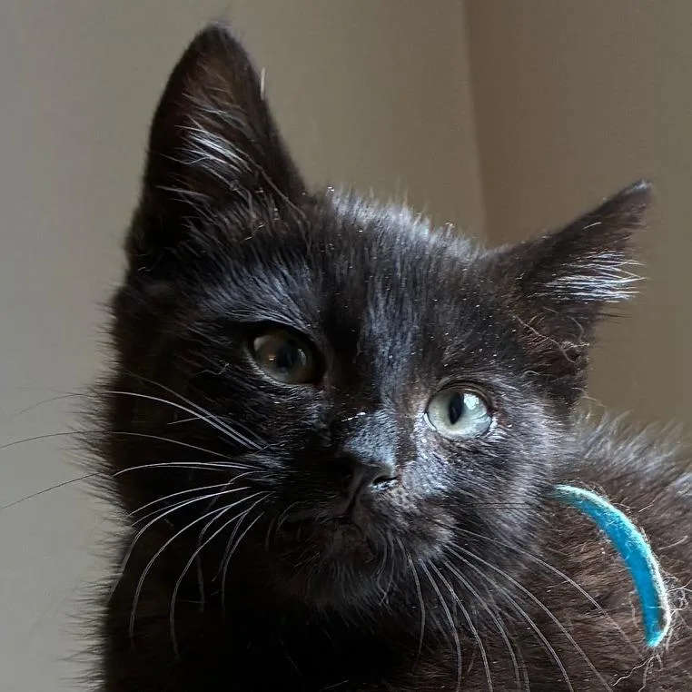 A baby small-sized male Domestic Short Hair cat named Owen for adoption in Cumming, GA