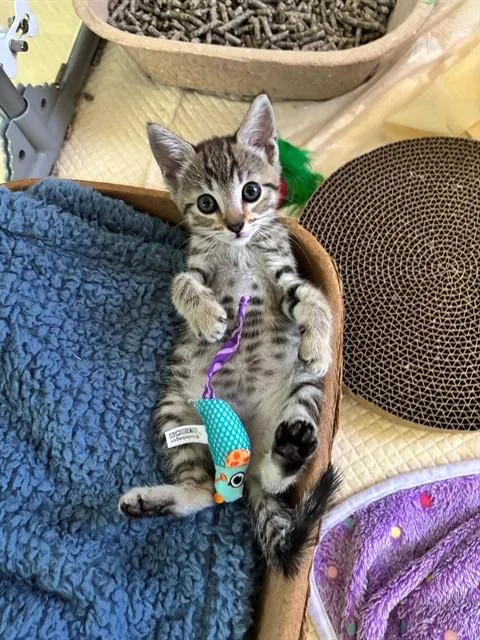 Scout