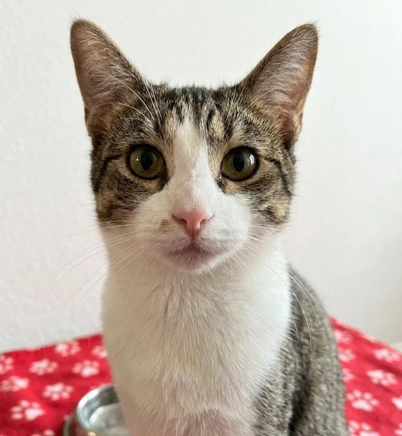 An adult medium-sized male Domestic Short Hair cat named Delta for adoption in Norwood, OH