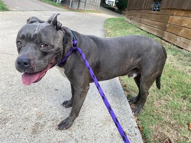 An adult medium-sized male Pit Bull Terrier dog named Ash for adoption in Garland, TX