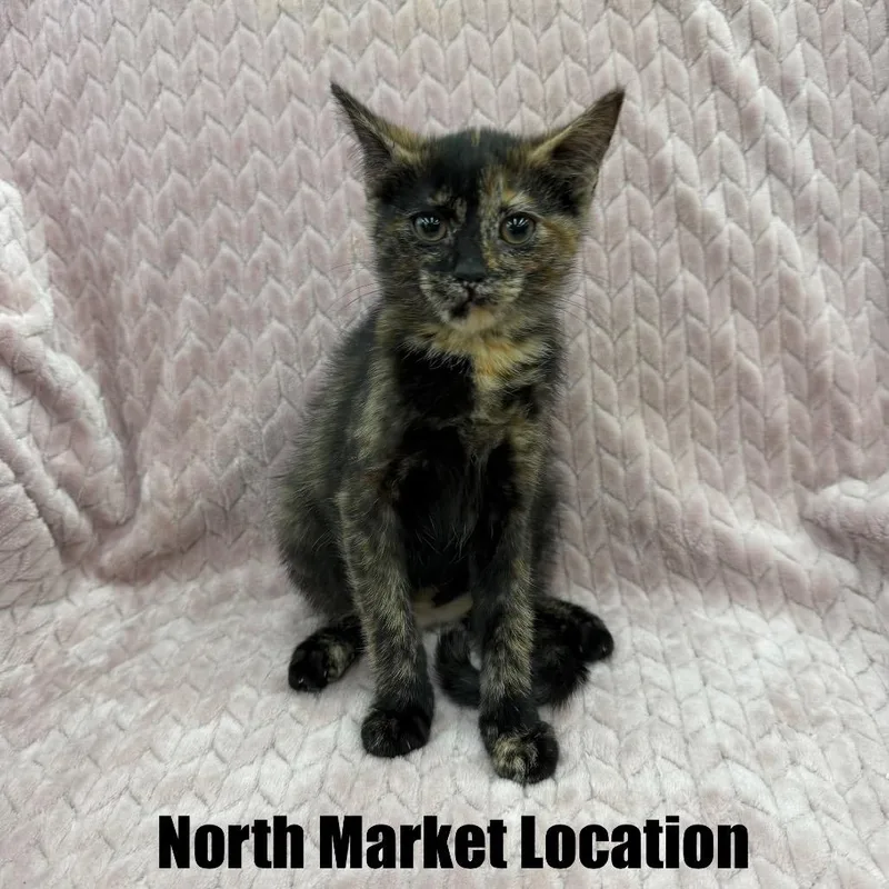A baby small-sized female Tortoiseshell Domestic Short Hair cat named Penne for adoption in Raleigh, NC
