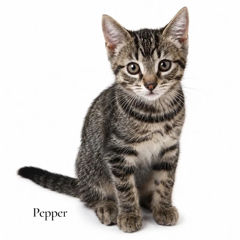 A baby medium-sized male Tabby (Brown / Chocolate) Domestic Short Hair cat named Pepper for adoption in Stevensville, MI