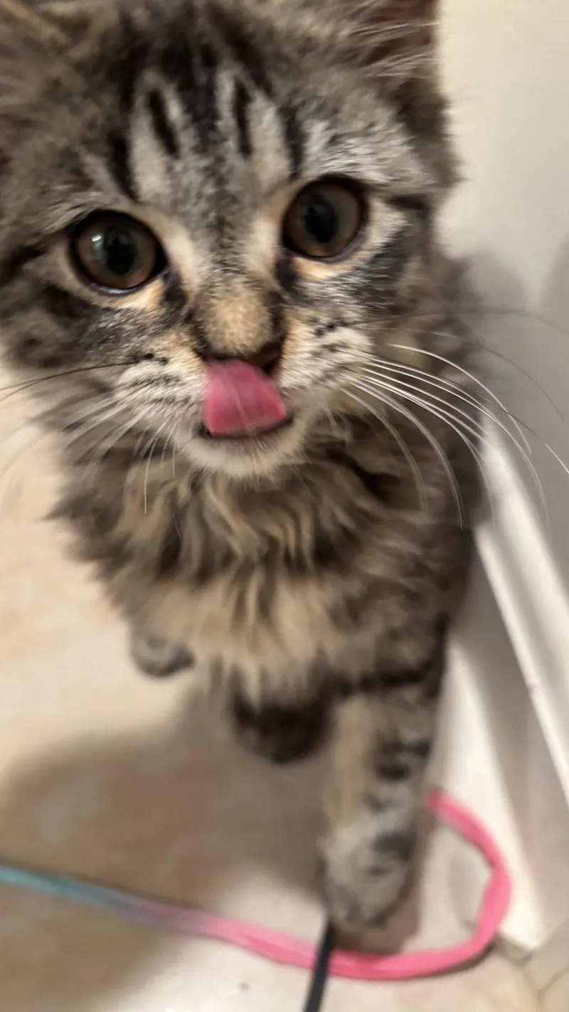 A baby medium-sized female Gray / Blue / Silver Domestic Short Hair cat named Bubbles for adoption in Herndon, VA