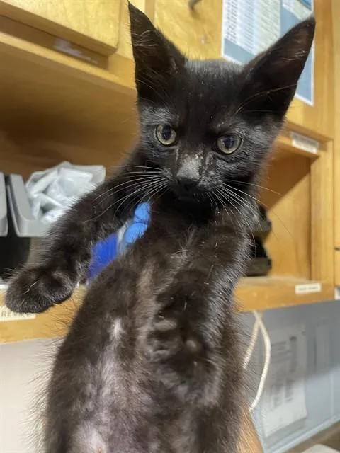 A baby small-sized male Domestic Short Hair cat named Sonic for adoption in Tallahassee, FL