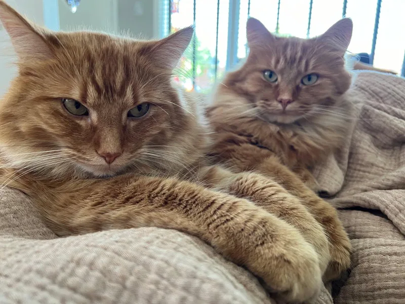 An adult large-sized male Orange / Red Maine Coon cat named Theodore and Oliver for adoption in Ypsilanti, MI