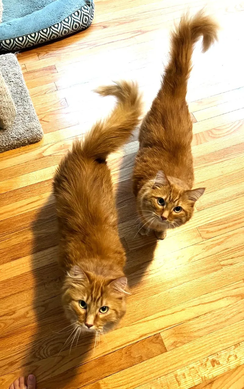 Theodore and Oliver thumbnail 2