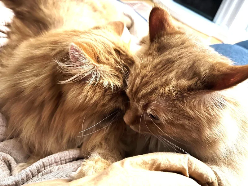 Theodore and Oliver thumbnail 3