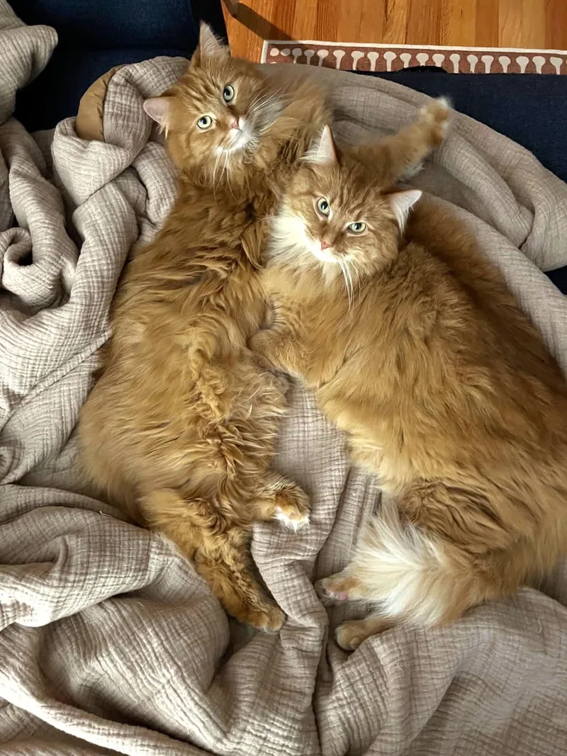 Theodore and Oliver thumbnail 5