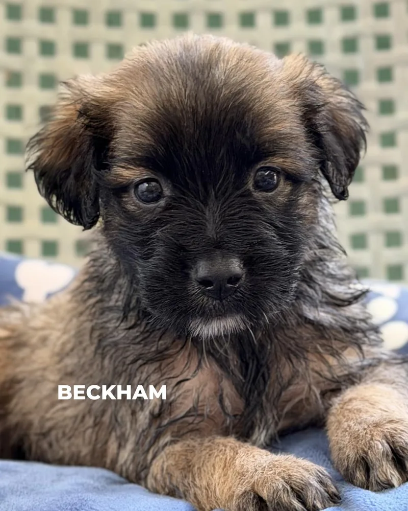 A baby medium-sized male Labrador Retriever dog named Beckham for adoption in Los Angeles, CA