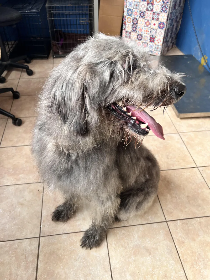 An adult large-sized male Irish Wolfhound dog named Elton for adoption in Tracy City , TN