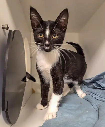 A baby small-sized male Domestic Short Hair cat named Stardust for adoption in Fresno, CA