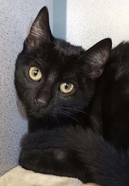 A baby medium-sized male Domestic Short Hair cat named Scruff for adoption in Waupaca, WI
