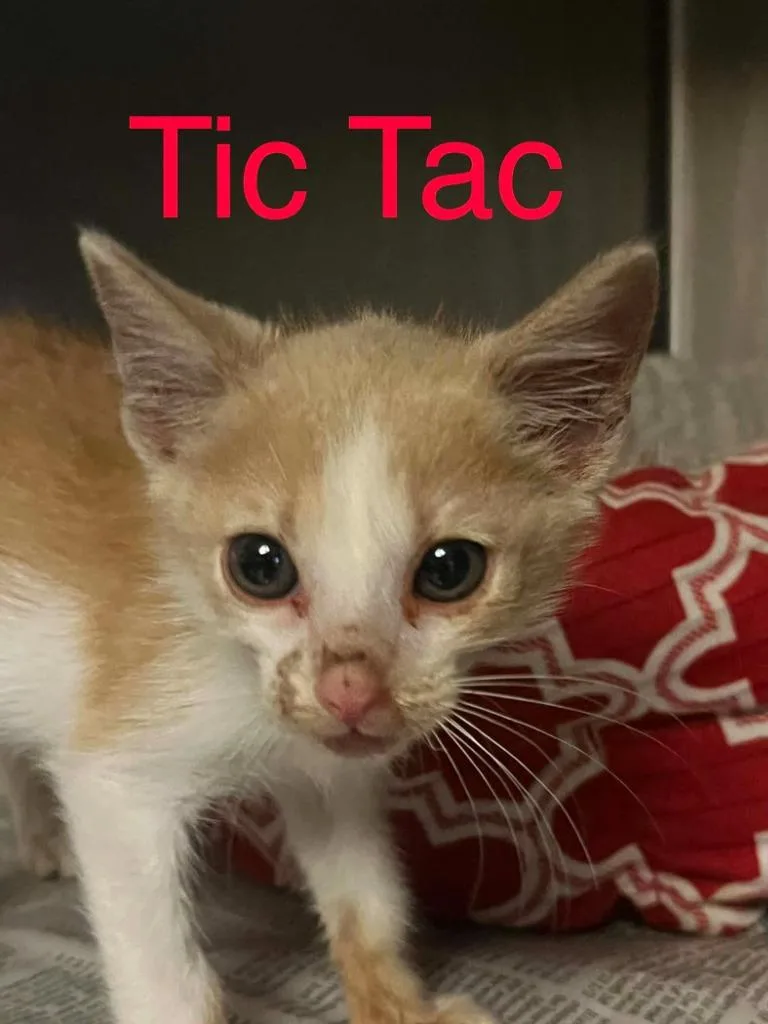 A baby small-sized male Domestic Short Hair cat named Tic Tac for adoption in Princeton, IN