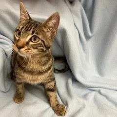 A baby medium-sized female Tabby cat named Mila for adoption in Green Valley, AZ