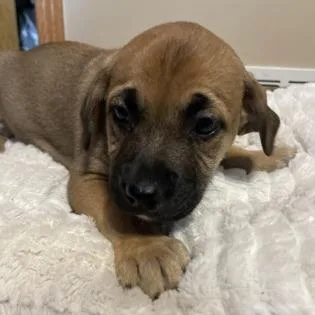 An adult medium-sized female Brown / Chocolate Mixed Breed dog named Puddles for adoption in DeKalb, IL