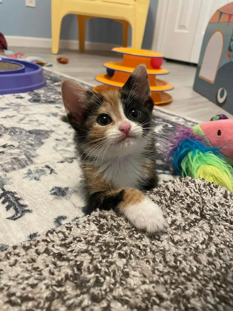 A baby small-sized female Black & White / Tuxedo Calico cat named Melody for adoption in Poplar Grove, IL