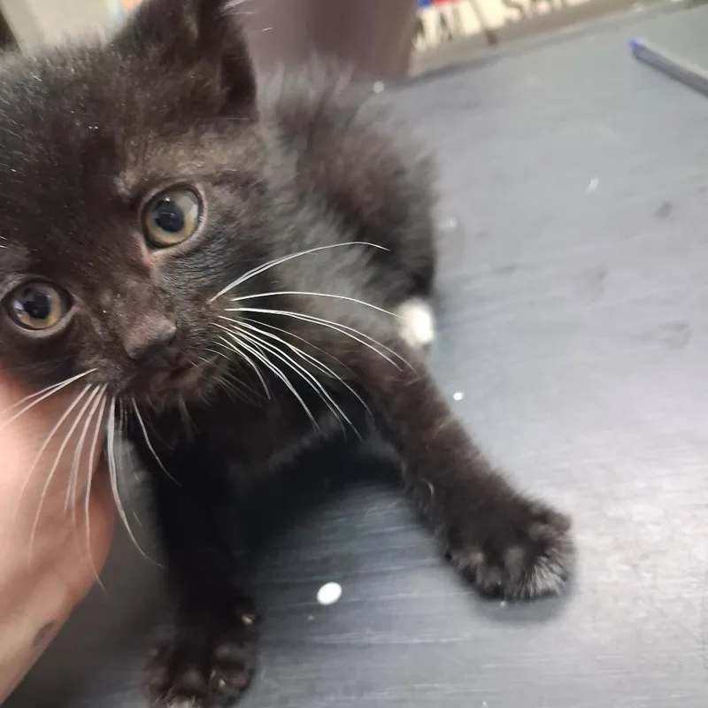 A baby small-sized male Black American Shorthair cat named Croc for adoption in Leander, TX