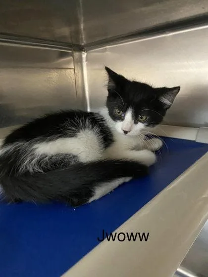 A baby small-sized female Domestic Short Hair cat named Jwoww for adoption in Hobart, IN
