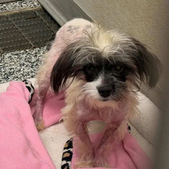 An adult small-sized male Black Mixed Breed dog named Jack for adoption in Houston, TX