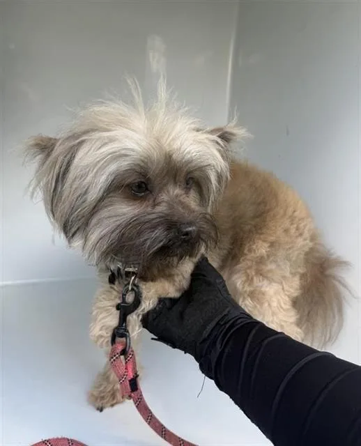 An adult small-sized female Pomeranian dog named Muffin for adoption in Houston, TX