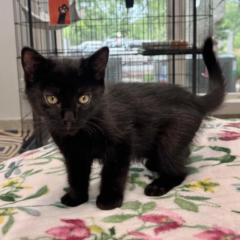 A baby small-sized male Black Domestic Short Hair cat named Larry for adoption in East Hampton, NY