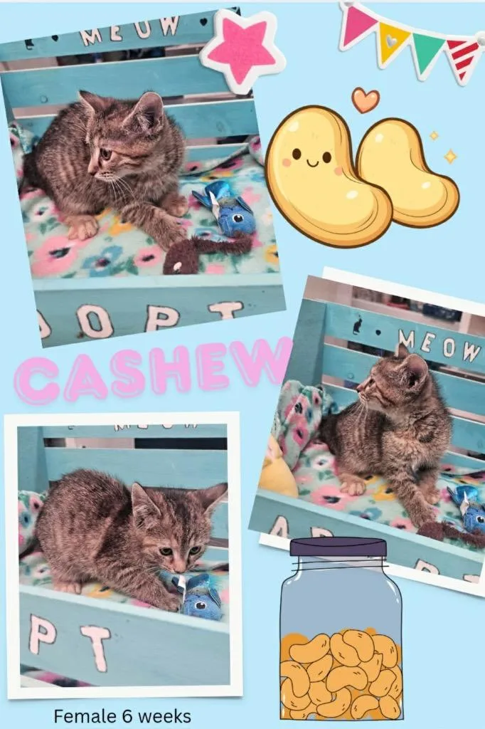 A baby large-sized female Domestic Short Hair cat named Cashew for adoption in Blountville, TN