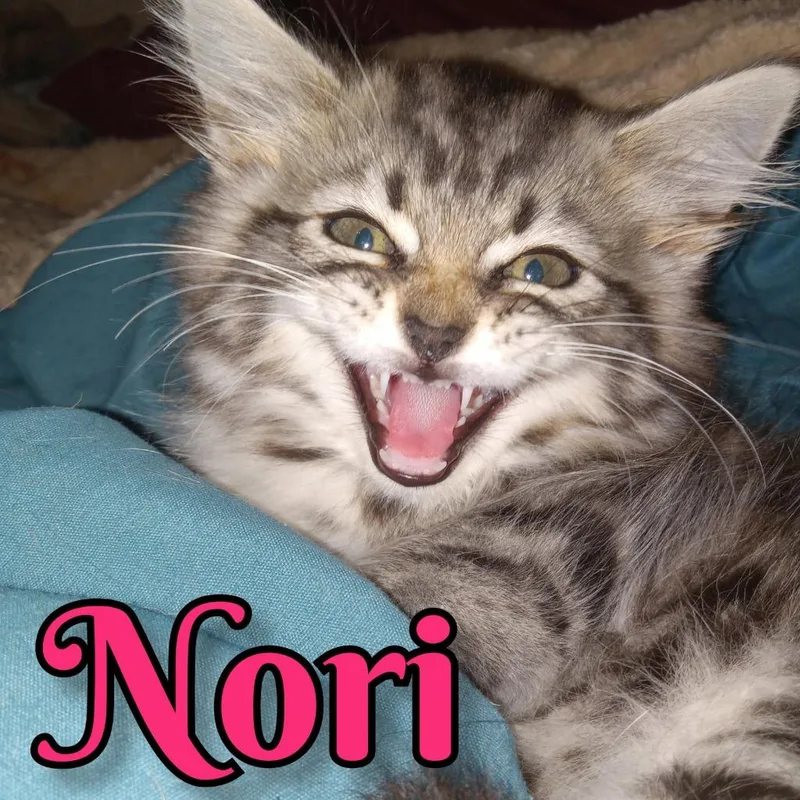 A baby small-sized female Domestic Long Hair cat named Nori for adoption in Hopkinsville, KY