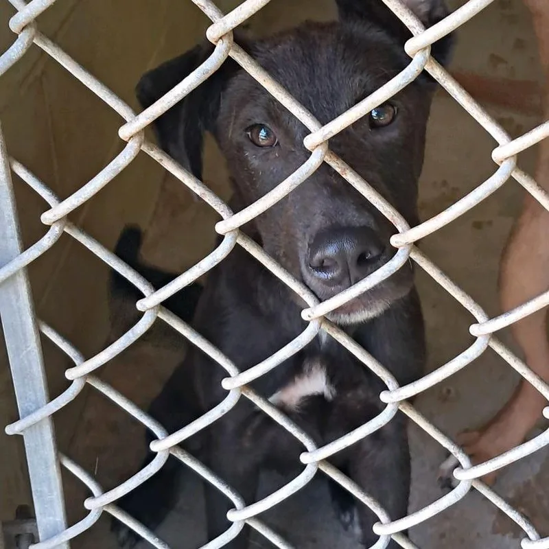 A young medium-sized male Black Mixed Breed dog named Plato for adoption in Valley, AL
