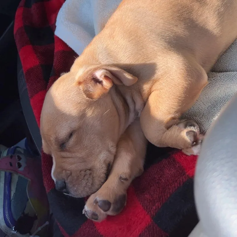 A baby medium-sized male Brown / Chocolate Pit Bull Terrier dog named Artemis for adoption in Springfield, IL