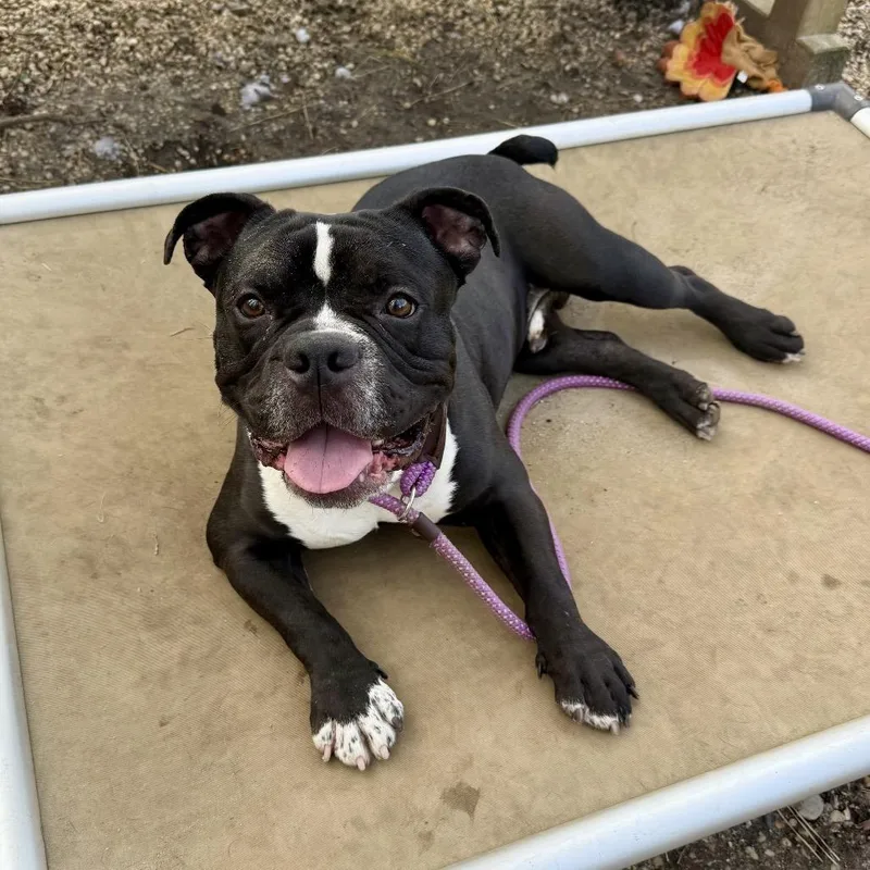 An adult medium-sized male Black English Bulldog dog named Dynamite for adoption in Weimar, CA